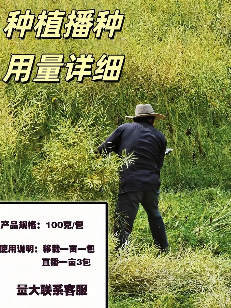 油菜新品种由谁成功繁育?-图1 油菜新品种由谁成功繁育?-图1