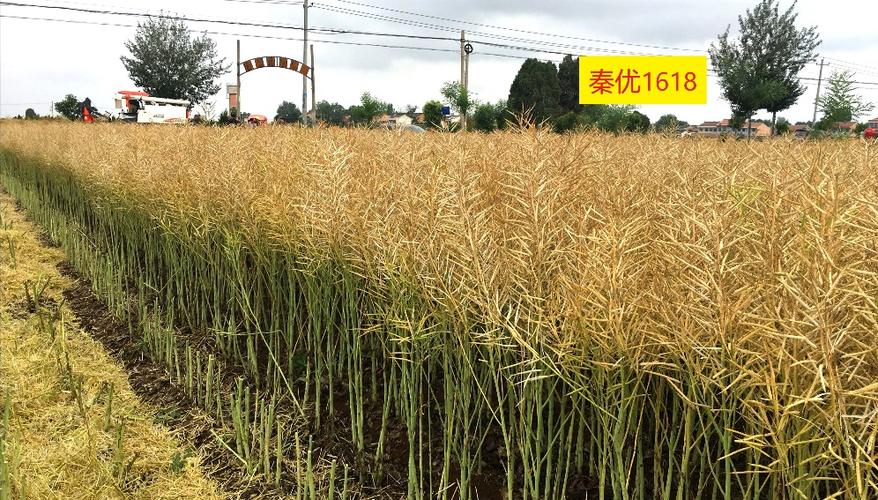 油菜新品种由谁成功繁育?-图3 油菜新品种由谁成功繁育?-图3