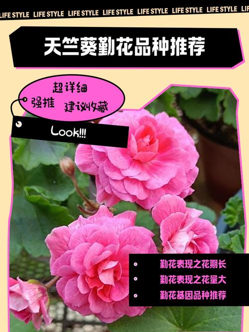 天竺葵最珍贵品种是哪个?-图1 天竺葵最珍贵品种是哪个?-图1