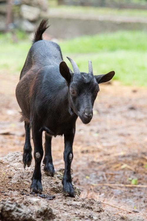 河北最适合养的羊品种是哪个？-图2