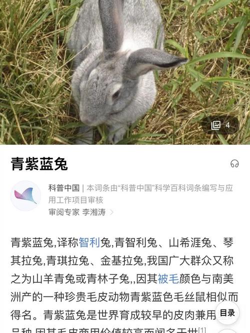 青紫蓝兔繁殖技术视频要点有哪些?-图1 青紫蓝兔繁殖技术视频要点有哪些?-图1