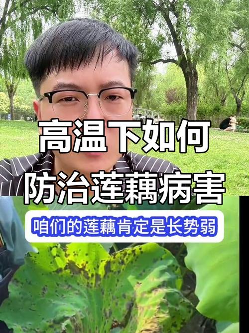 莲藕生病了,咋办?防治技术有哪些?-图1 莲藕生病了,咋办?防治技术有哪些?-图1