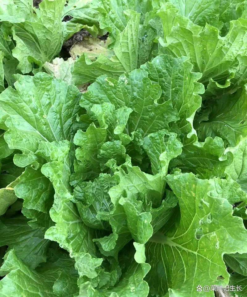 亩产3万斤蔬菜是真实品种还是噱头?-图1 亩产3万斤蔬菜是真实品种还是噱头?-图1