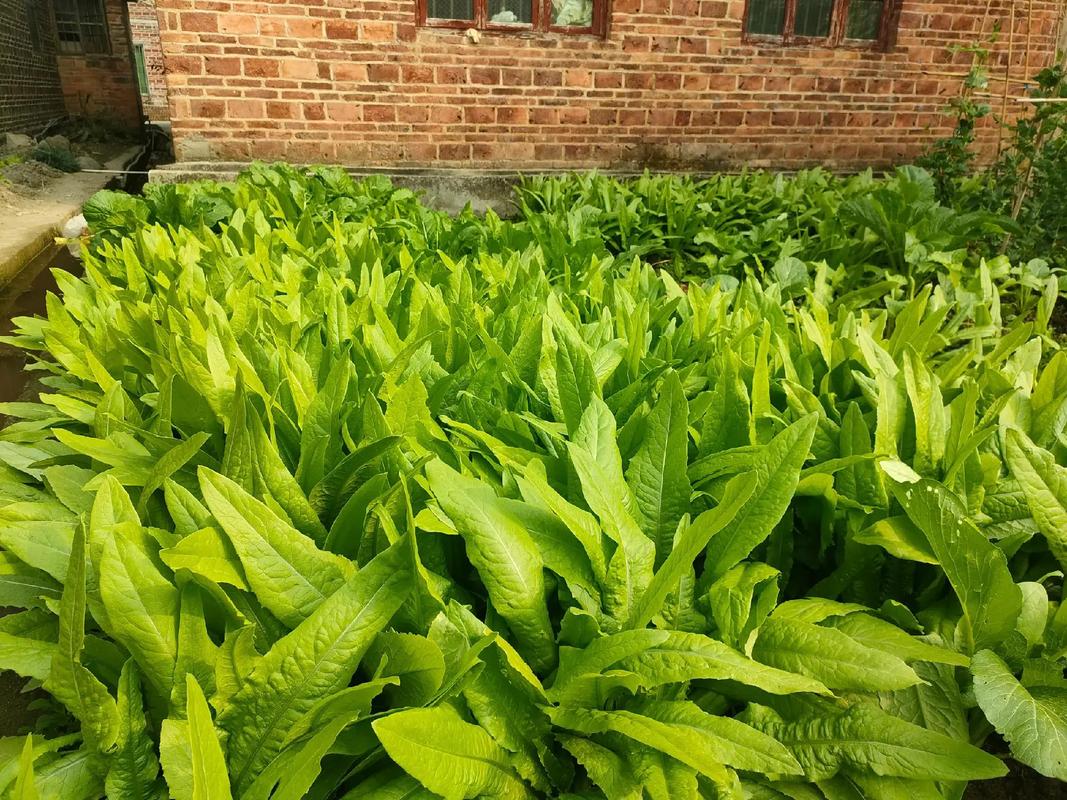 亩产3万斤蔬菜是真实品种还是噱头？-图2