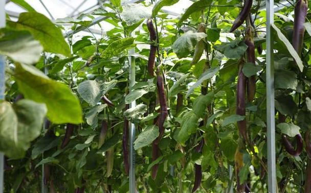 亩产3万斤蔬菜是真实品种还是噱头？-图3