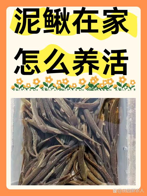 泥鳅黄鳝养殖技术,关键难点在哪?-图1 泥鳅黄鳝养殖技术,关键难点在哪?-图1