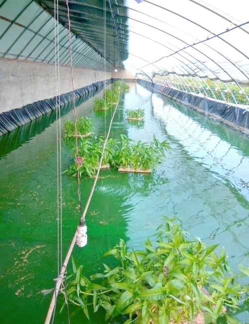 泥鳅黄鳝养殖技术,关键难点在哪?-图2 泥鳅黄鳝养殖技术,关键难点在哪?-图2