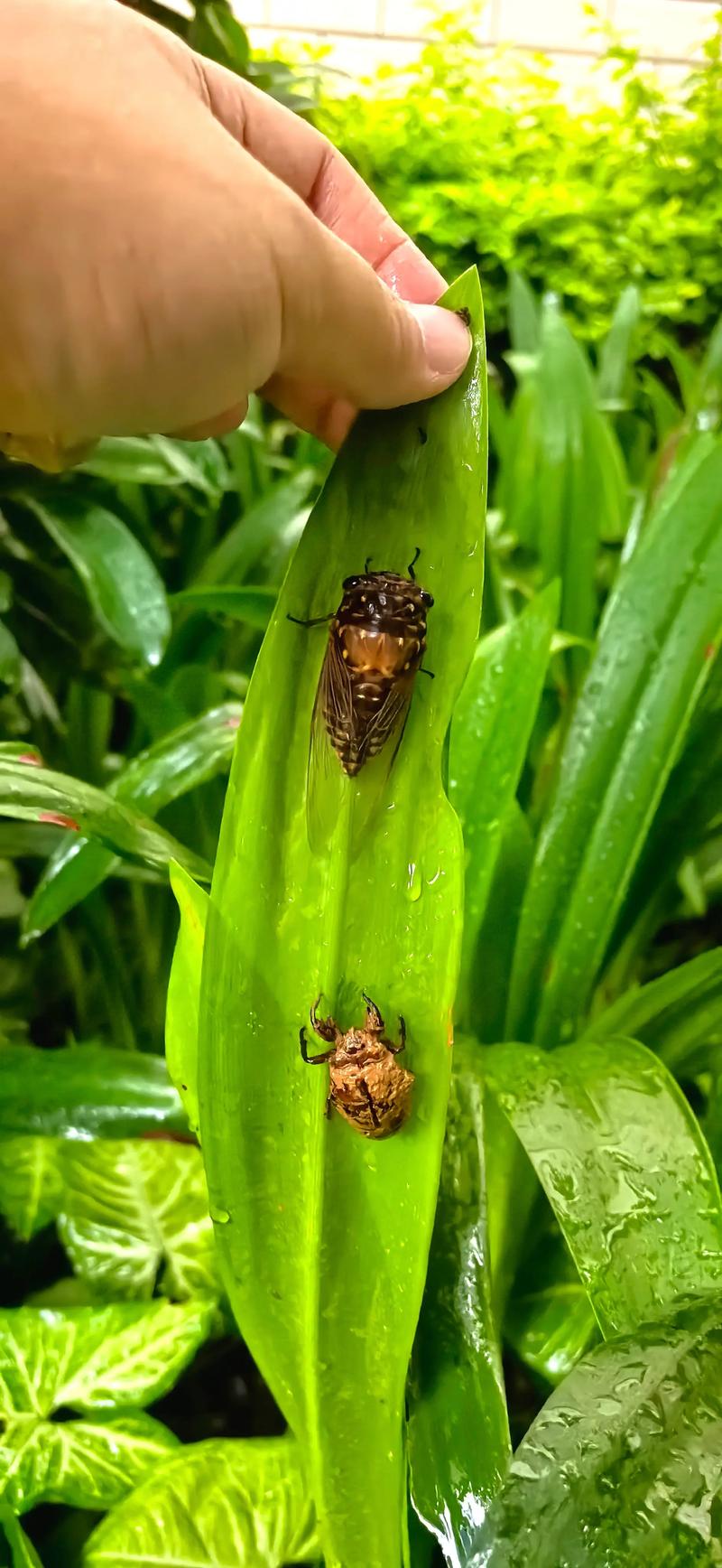 2025年知了价格为何这么贵?-图1 2025年知了价格为何这么贵?-图1