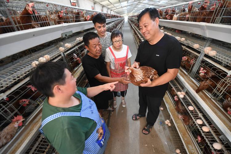 正宗土鸡养鸡技术培训哪里学?-图1 正宗土鸡养鸡技术培训哪里学?-图1