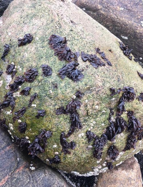 紫菜的养殖方法和技术-图2 紫菜的养殖方法和技术-图2