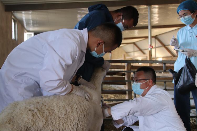 敖汉细毛养殖技术下载哪里找？-图2