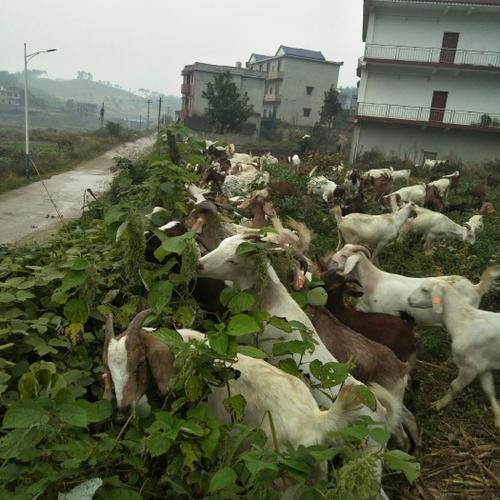 科学养黄山羊技术视频-图2