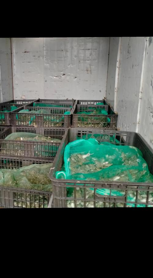 青蛙养殖技术如何助力财经创收?-图1 青蛙养殖技术如何助力财经创收?-图1