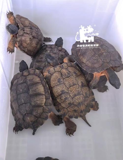 2025年龟苗价格会涨还是跌？-图3