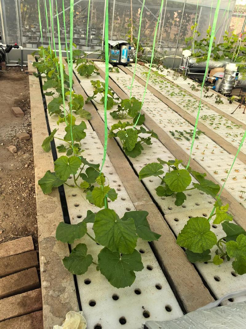 露地黄瓜育苗视频,关键技术要点有哪些?-图1 露地黄瓜育苗视频,关键技术要点有哪些?-图1