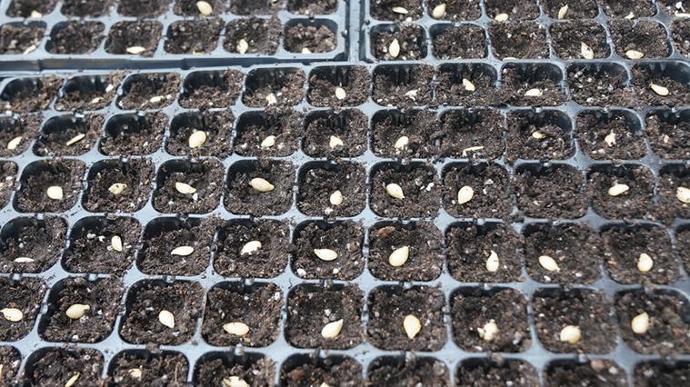 露地黄瓜育苗视频,关键技术要点有哪些?-图3 露地黄瓜育苗视频,关键技术要点有哪些?-图3