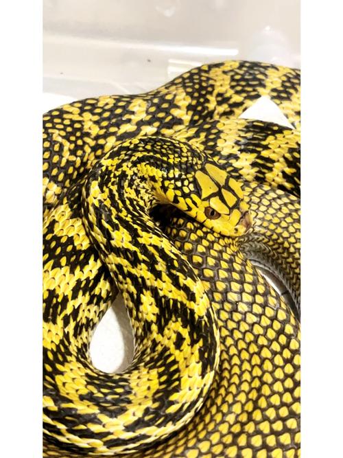 哪个省的王锦蛇品种最好?-图1 哪个省的王锦蛇品种最好?-图1