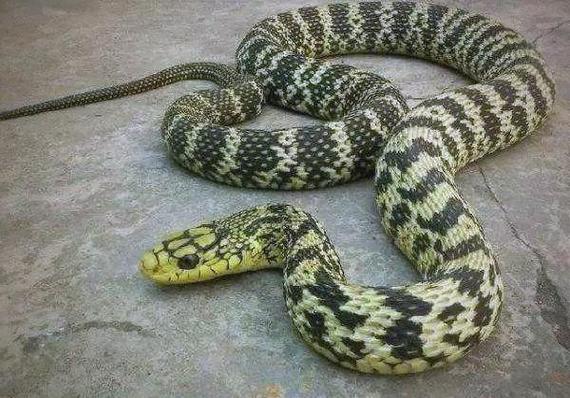 哪个省的王锦蛇品种最好?-图2 哪个省的王锦蛇品种最好?-图2