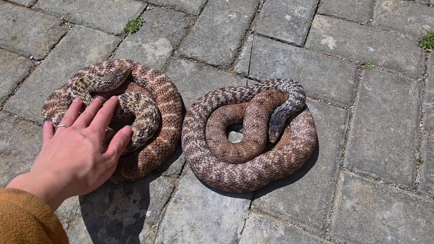 哪个省的王锦蛇品种最好?-图3 哪个省的王锦蛇品种最好?-图3