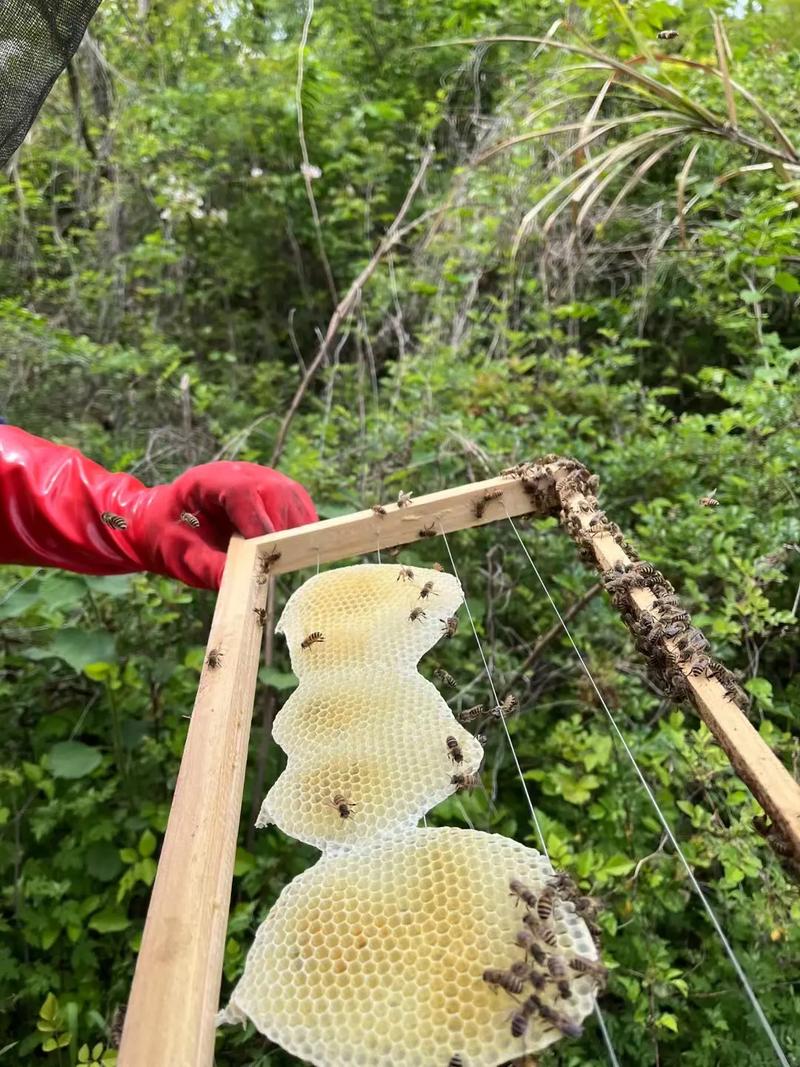 马鞭王中蜂长啥样?图片里能看出品种特征吗?-图2 马鞭王中蜂长啥样?图片里能看出品种特征吗?-图2