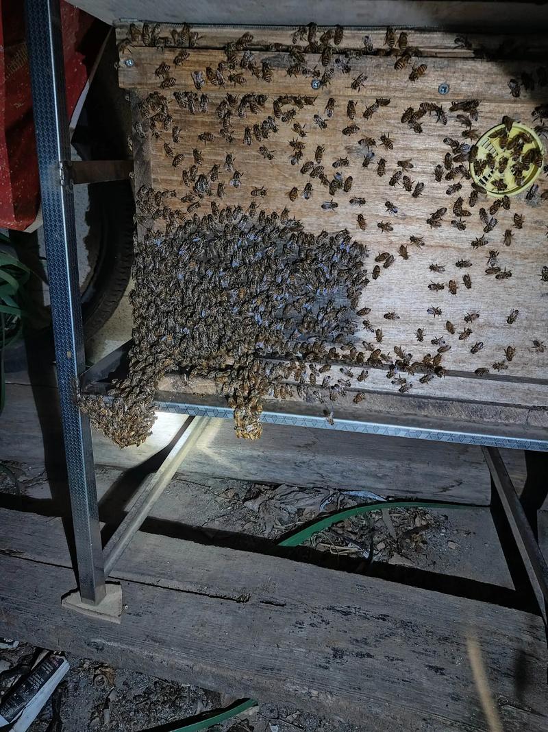 多箱体养蜂技术要点有哪些关键？-图2