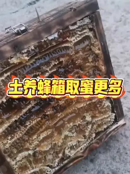 多箱体养蜂技术要点有哪些关键？-图1