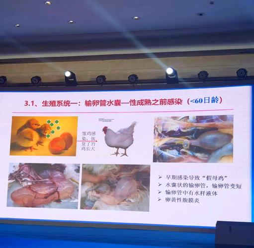肉鸡鸡病防治视频，如何有效预防与治疗？-图1