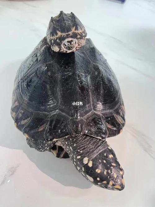 斑点池龟养殖技术简介-图3