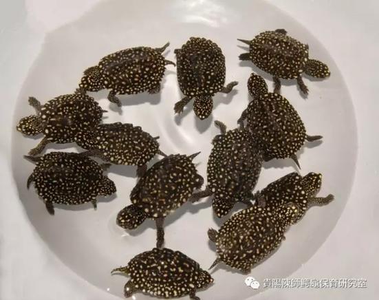 斑点池龟养殖技术简介-图2