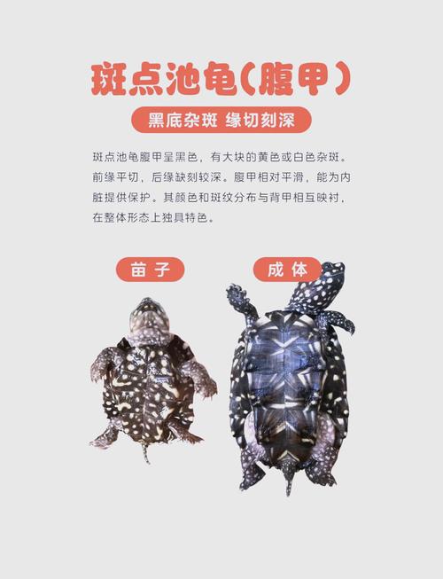 斑点池龟养殖技术简介-图1