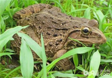 虎纹蛙雌雄价格差异大,销售市场如何?-图2 虎纹蛙雌雄价格差异大,销售市场如何?-图2