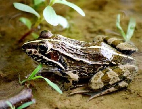 虎纹蛙雌雄价格差异大,销售市场如何?-图1 虎纹蛙雌雄价格差异大,销售市场如何?-图1