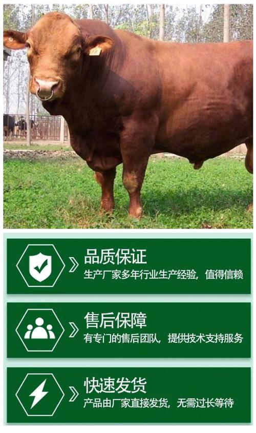 鲁西黄牛分几个品种？-图2