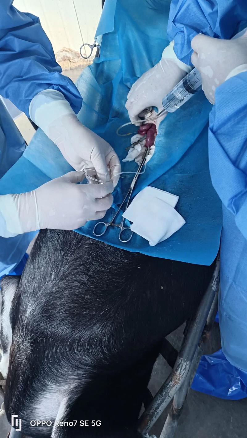 胚胎移植技术养羊，利弊如何？-图2