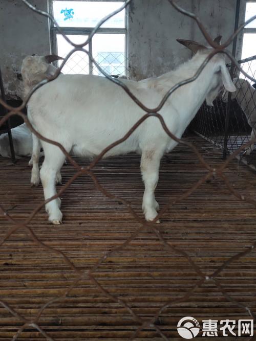 胚胎移植技术养羊，利弊如何？-图3