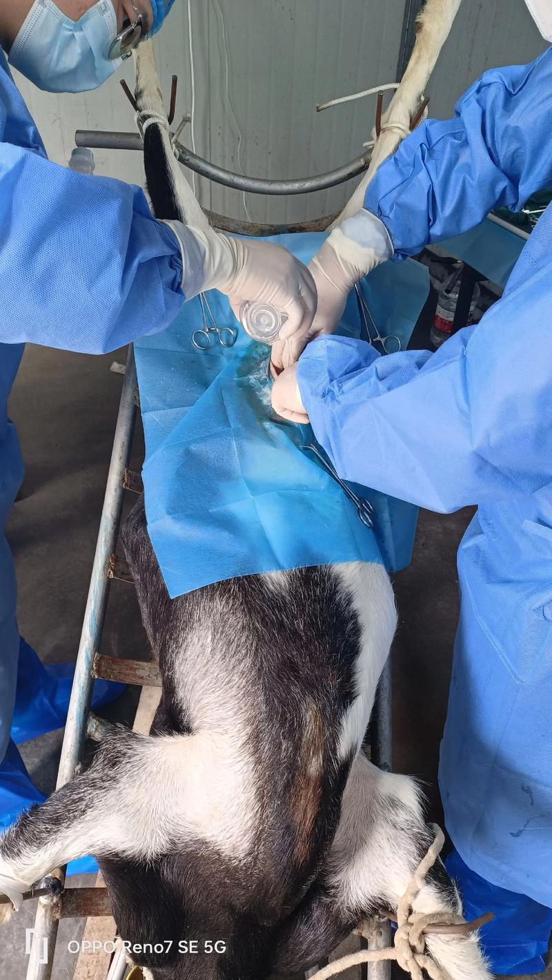 胚胎移植技术养羊，利弊如何？-图1