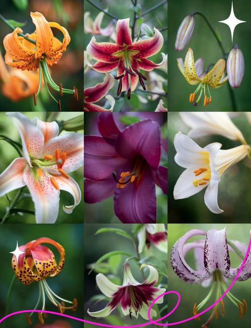 什么品种的百合长得高-图2