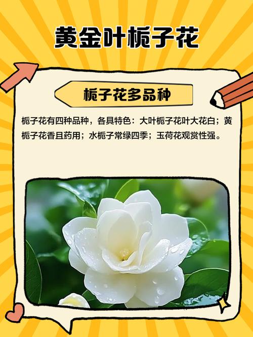 栀子花品种有多少种?-图3 栀子花品种有多少种?-图3