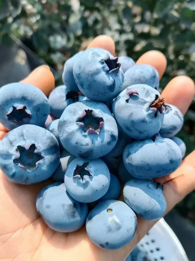 蓝莓的最新品种有哪些-图2