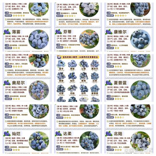 蓝莓的最新品种有哪些-图1