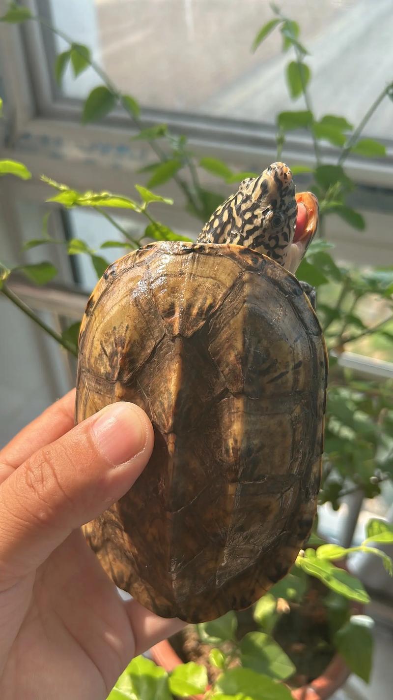 墨西哥蛋龟2025价格-图2