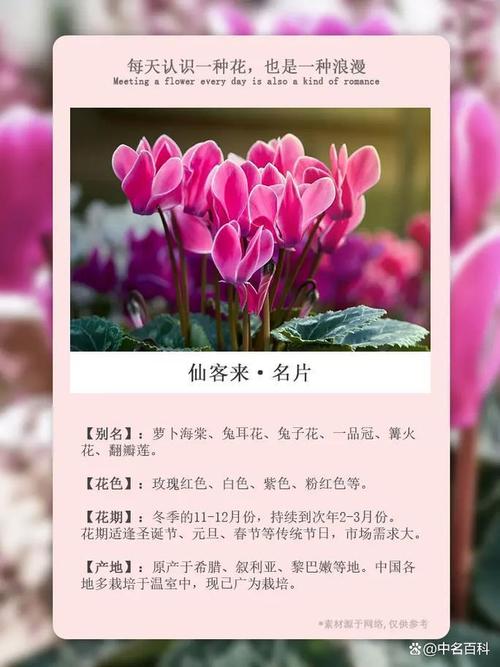 仙客来养护技术有哪些关键要点？-图2