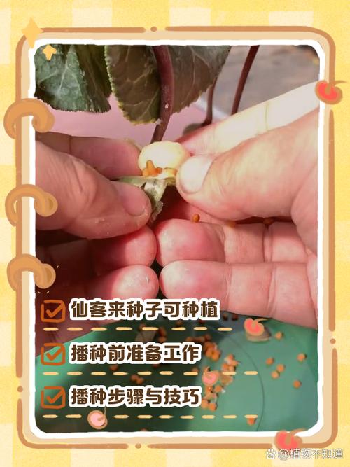 仙客来养护技术有哪些关键要点?-图3 仙客来养护技术有哪些关键要点?-图3