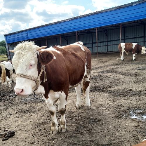 四川凉山牛是哪个独特品种?-图2 四川凉山牛是哪个独特品种?-图2