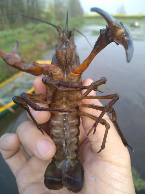 大个淡水小龙虾新品种,个头有多大?-图2 大个淡水小龙虾新品种,个头有多大?-图2