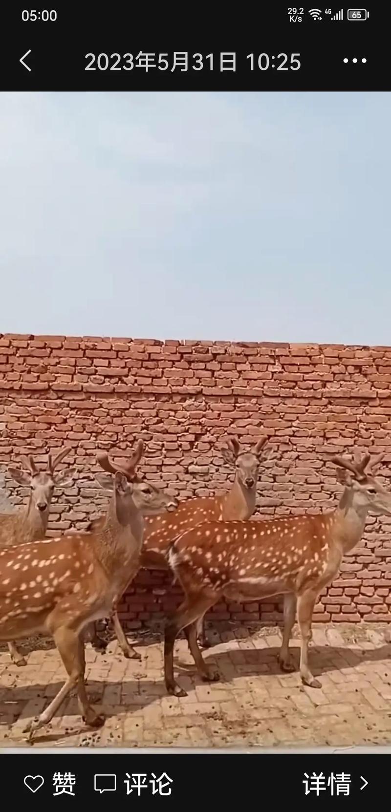 马鹿与梅花鹿杂交,新种有何特性?-图1 马鹿与梅花鹿杂交,新种有何特性?-图1