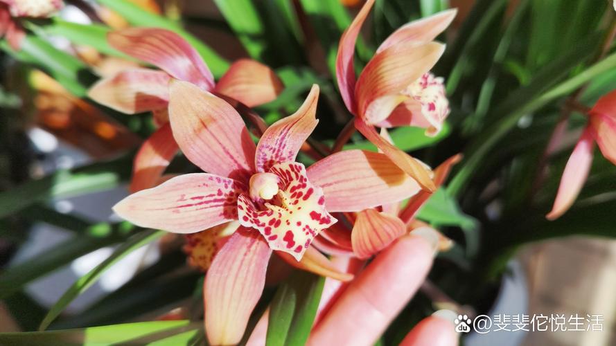 两朵花的兰花是什么品种?-图1 两朵花的兰花是什么品种?-图1