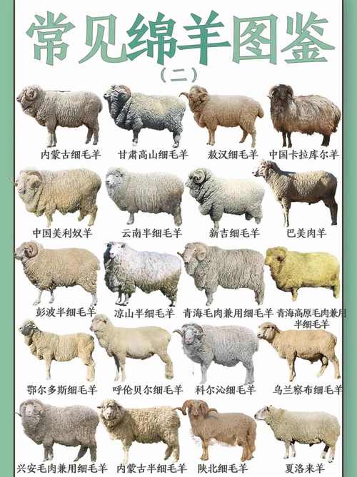 大品种羊选种,体型外貌还是生产性能优先?-图1 大品种羊选种,体型外貌还是生产性能优先?-图1