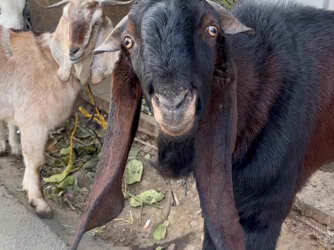 大品种羊选种，体型外貌还是生产性能优先？-图3