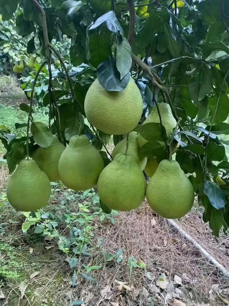 沙田柚哪个品种更好？-图2
